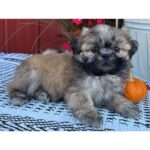 🐾 Adorable Male Shih Tzu Puppy for Adoption (Hugo) - Image 3
