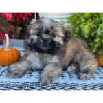 🐾 Adorable Male Shih Tzu Puppy for Adoption (Hugo) - Image 2