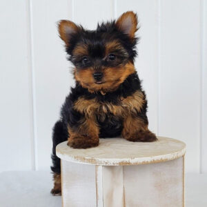 🐾 Female Yorkshire Terrier Puppy Available for Adoption (Isabella)