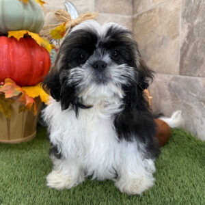 🐾 Female Shih Tzu Puppy Available for Adoption (Queen)
