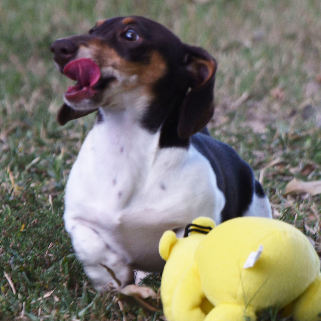 🐾 Female Dachshund Puppy Available for Adoption (Caty) - Image 4