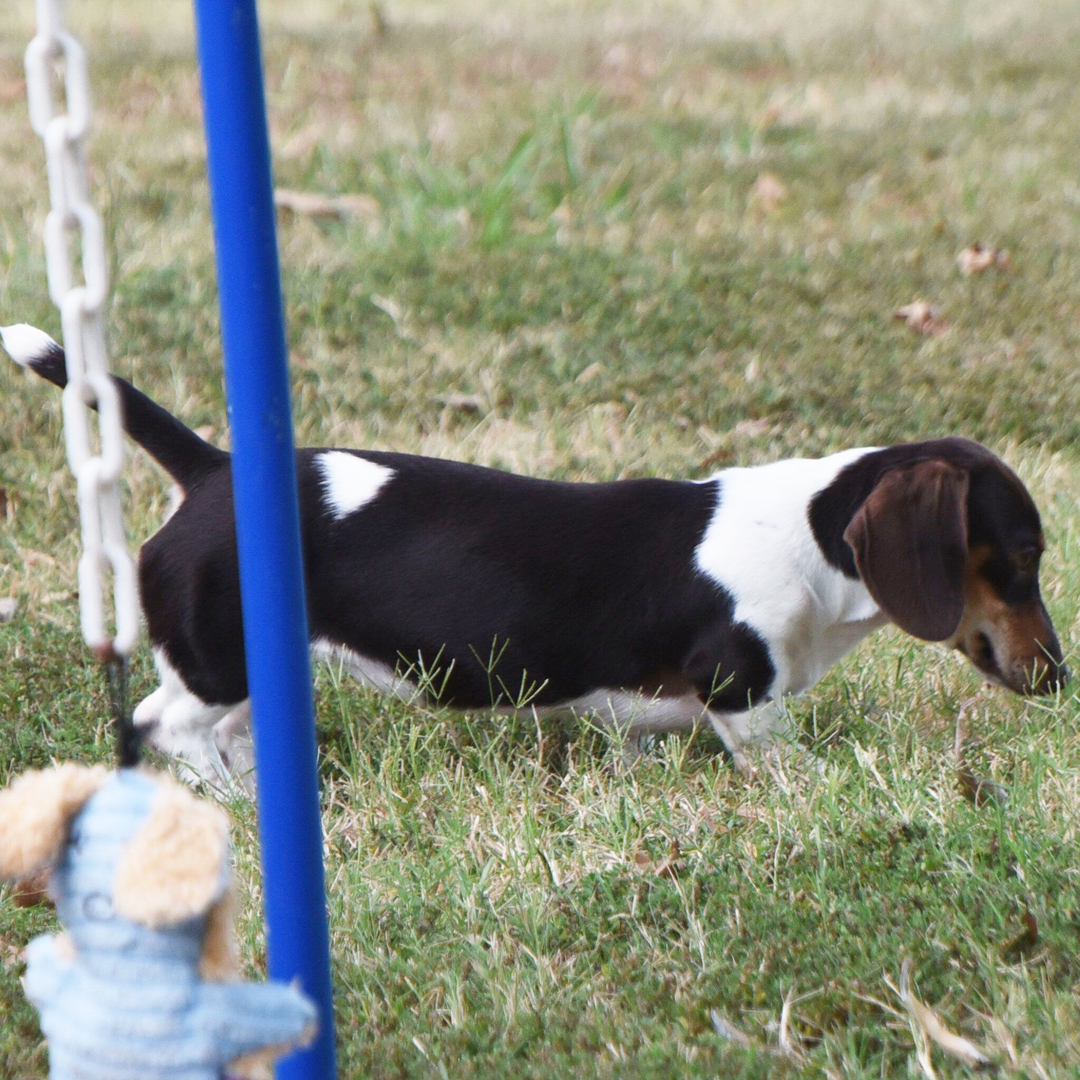 🐾 Female Dachshund Puppy Available for Adoption (Caty) - Image 2