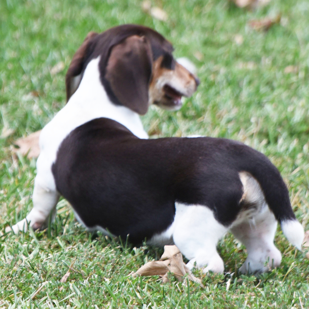 🐾 Female Dachshund Puppy Available for Adoption (Caty) - Image 3