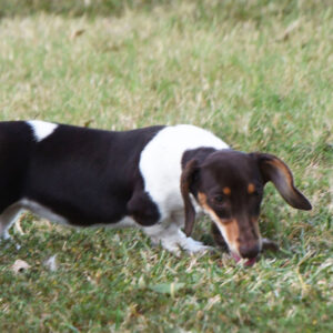 🐾 Female Dachshund Puppy Available for Adoption (Caty)