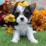 Adorable Female Jules Yorkshire Terrier Puppy Available for Adoption (Jules)