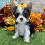 🐾 Adorable Female Jules Yorkshire Terrier Puppy Available for Adoption (Jules) - Image 3