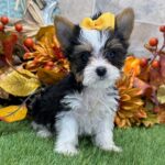 🐾 Adorable Female Jules Yorkshire Terrier Puppy Available for Adoption (Jules) - Image 2
