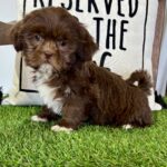 🐾 Male Shih Tzu Puppy Available for Adoption (Saul) - Image 4