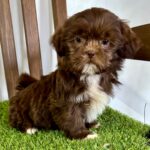 🐾 Male Shih Tzu Puppy Available for Adoption (Saul) - Image 3