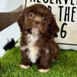 🐾 Male Shih Tzu Puppy Available for Adoption (Saul) - Image 2
