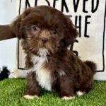🐾 Male Shih Tzu Puppy Available for Adoption (Saul)