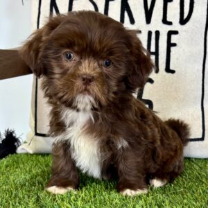 🐾 Male Shih Tzu Puppy Available for Adoption (Saul)