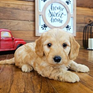 Adopt Male Dachshund Puppy Shiloh – Your Perfect Tiny Red Companion