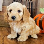 🐾 Adopt Male Dachshund Puppy Shiloh – Your Perfect Tiny Red Companion - Image 4