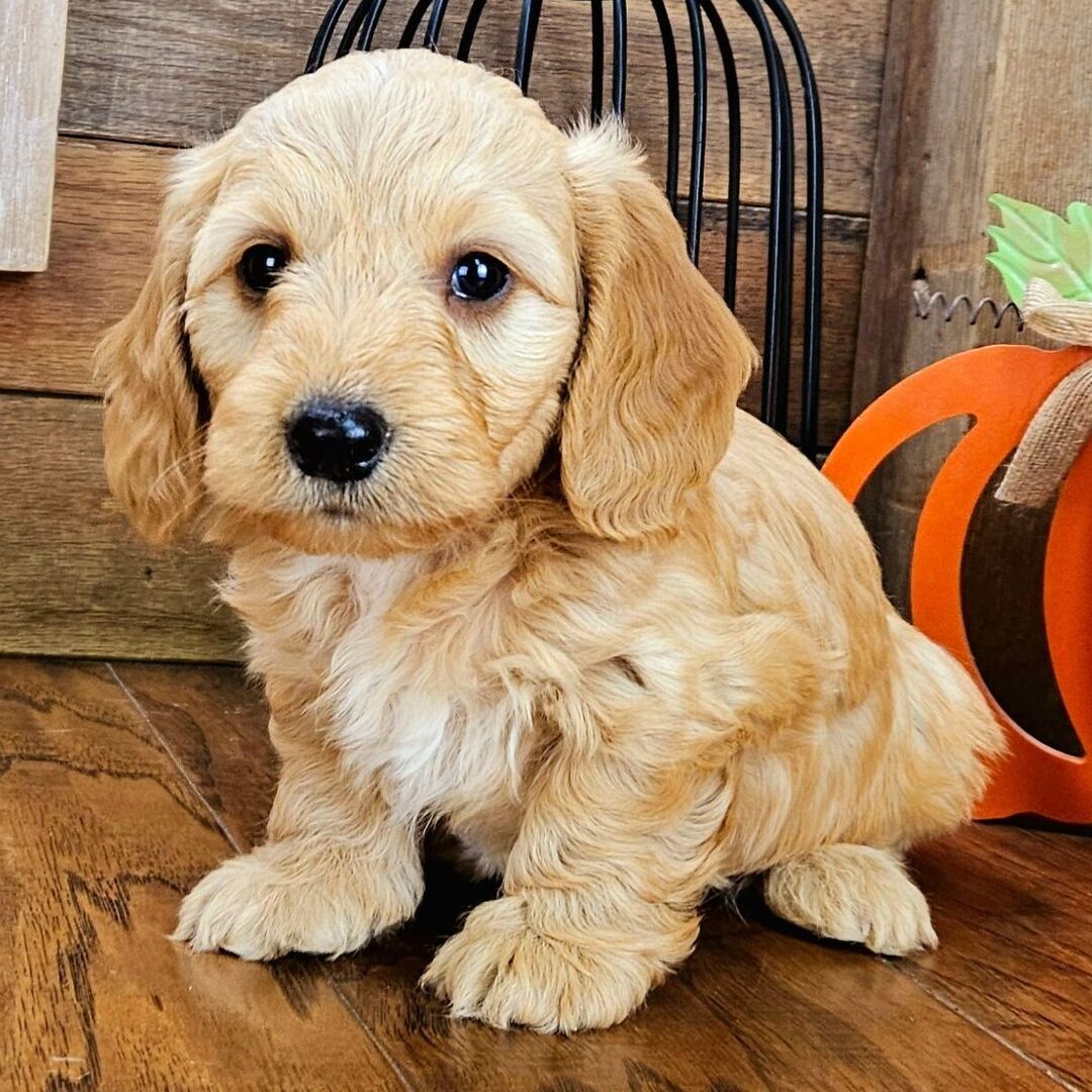 ๐พ Adopt Male Dachshund Puppy Shiloh โ Your Perfect Tiny Red Companion - Image 4