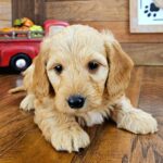 🐾 Adopt Male Dachshund Puppy Shiloh – Your Perfect Tiny Red Companion - Image 3