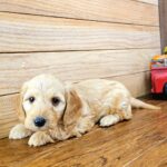 🐾 Adopt Male Dachshund Puppy Shiloh – Your Perfect Tiny Red Companion - Image 2