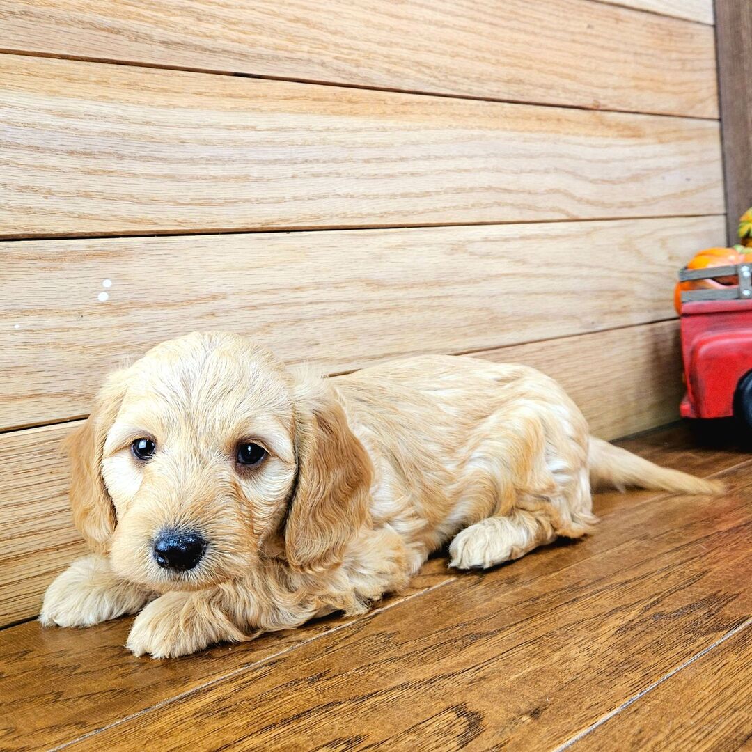 ๐พ Adopt Male Dachshund Puppy Shiloh โ Your Perfect Tiny Red Companion - Image 2