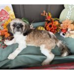 🐾 Adorable Female Shih Tzu Puppy for Adoption (Riley) - Image 4