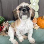 Adorable Female Shih Tzu Puppy for Adoption (Riley)
