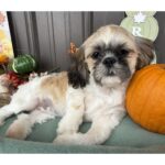 🐾 Adorable Female Shih Tzu Puppy for Adoption (Riley) - Image 3