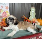 🐾 Adorable Female Shih Tzu Puppy for Adoption (Riley) - Image 2