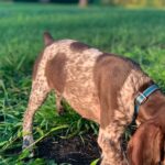 🐾 Adorable Female German Shorthaired Pointer Puppy Available for Adoption (Cindy) - Image 4