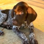 Female German Shorthaired Pointer Puppy