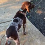 🐾 Adorable Female German Shorthaired Pointer Puppy Available for Adoption (Cindy) - Image 3