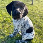 🐾 Male Sparks German Shorthaired Pointer Puppy Available for Adoption (Sparks) - Image 5