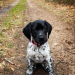 Male Sparks German Shorthaired Pointer Puppy Available for Adoption (Sparks)
