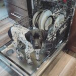 🐾 Male Sparks German Shorthaired Pointer Puppy Available for Adoption (Sparks) - Image 3
