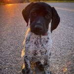 🐾 Male Sparks German Shorthaired Pointer Puppy Available for Adoption (Sparks) - Image 2