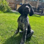 🐾 Adorable Male German Shorthaired Pointer Puppy for Adoption | Nova – PetAdoptionLovers.com - Image 3