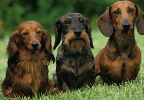 🐾 The Ultimate Puppy Adoption Checklist: What You Need Before Bringing Home Your New Best Friend